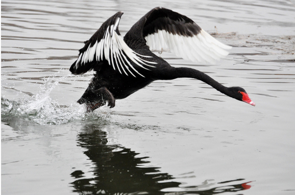 黑天鹅!中兴通讯被罚款,最高逾82亿元_财经头
