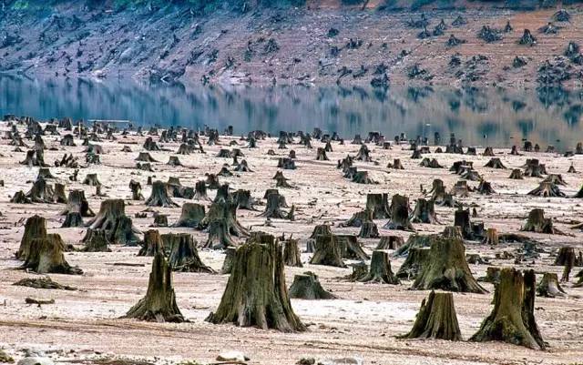 美国俄勒冈州威拉姆特国家森林被砍幅殆尽