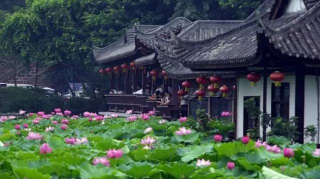 美翻乐山今夏最美的荷花都在这儿错过再等一年