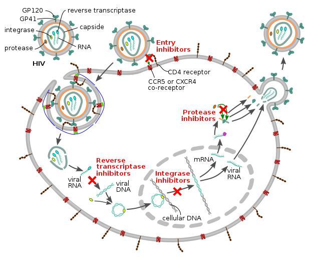 抗逆转录病毒治疗(antiretroviral therapy),是一类针对逆转录病毒