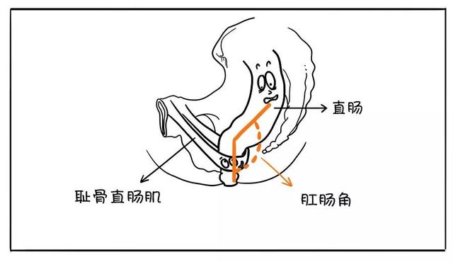 先来科普下耻骨直肠肌,这块肌肉从一侧耻骨出发,在直肠后面绕一圈,再