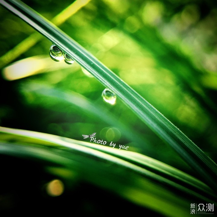 雨过天晴|教你手机如何拍美“水滴露珠”!