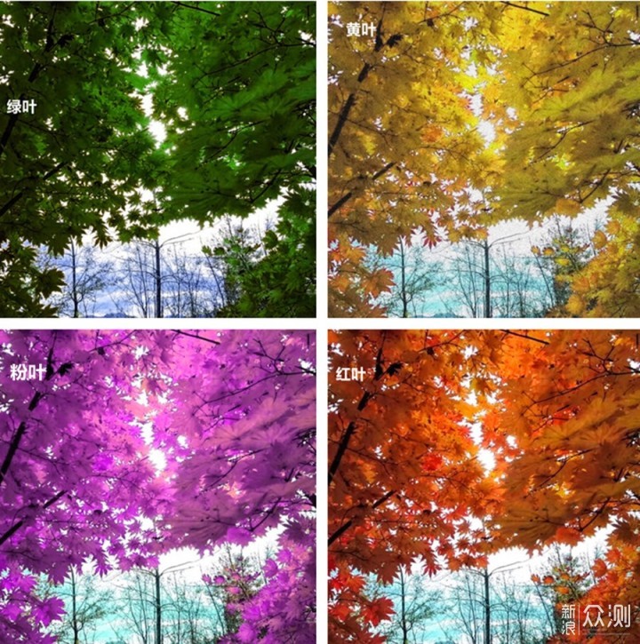 看一张照片的四季变化|手机后期"一键变色"