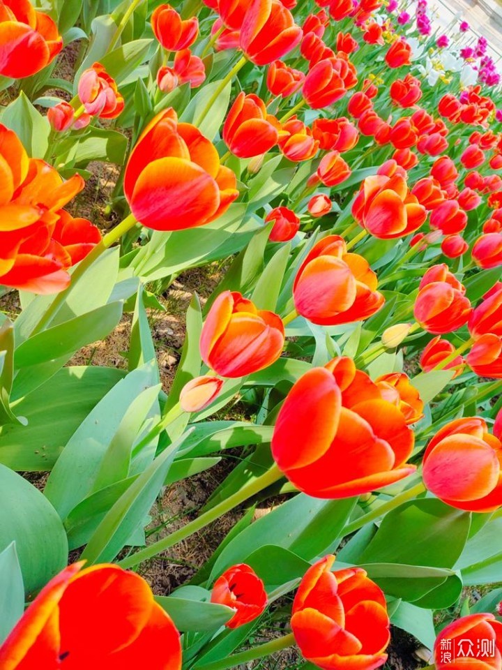 正是一年拍花时:中山公园郁金香花海