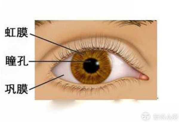 人的眼睛结构由巩膜,虹膜,瞳孔晶状体,视网膜等部分组成.