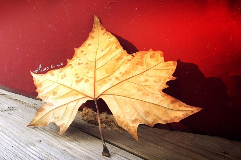 如何用手机给图片“加二维码”？三步搞定！_新浪众测