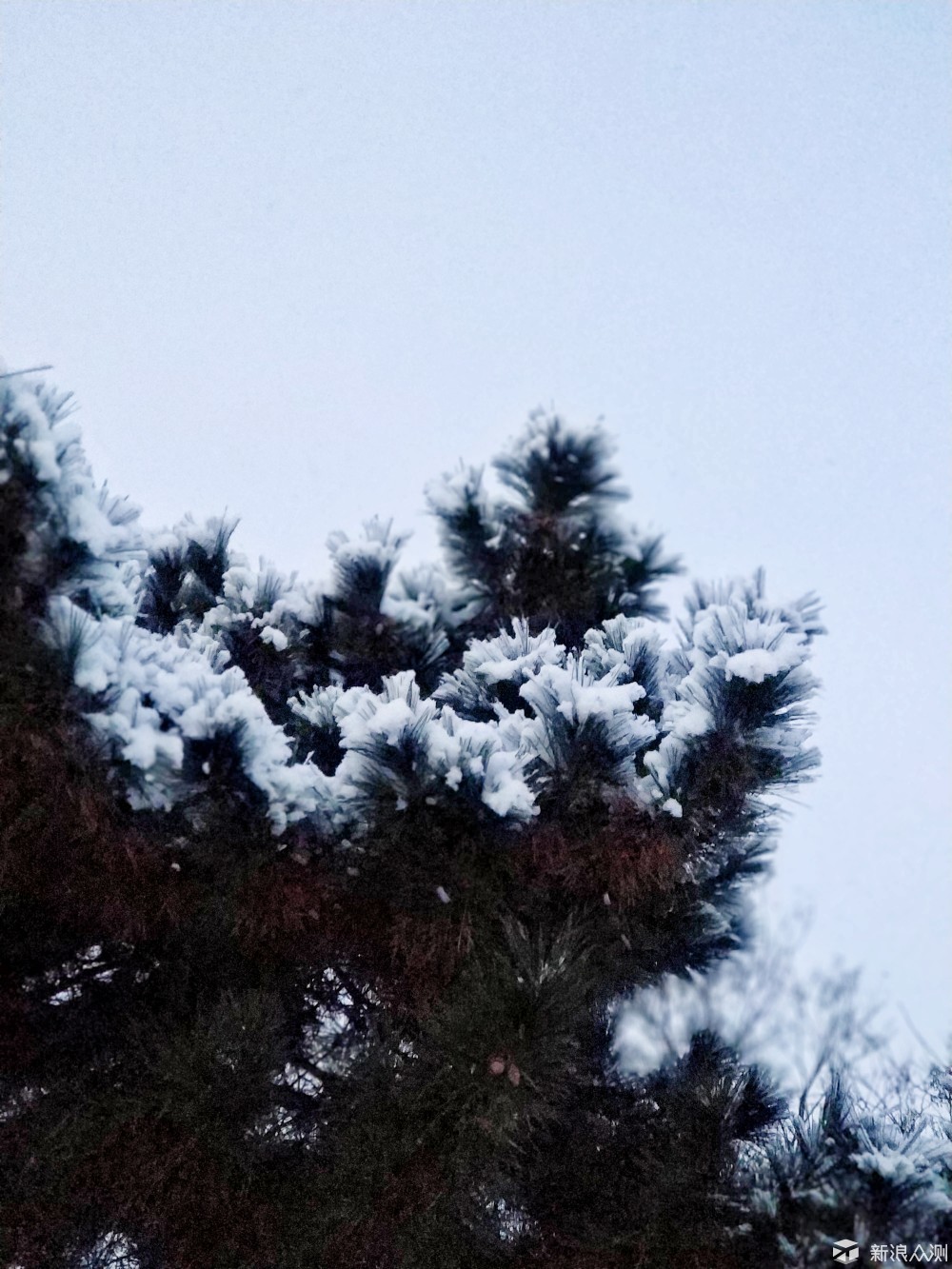 雪景