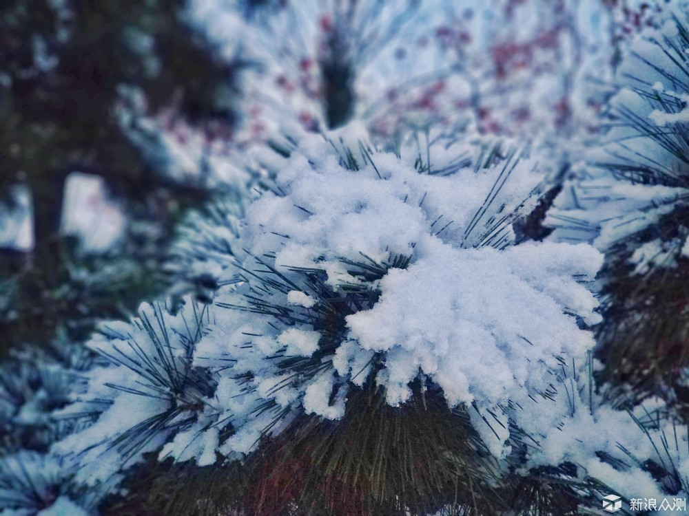 松树雪景_新浪众测