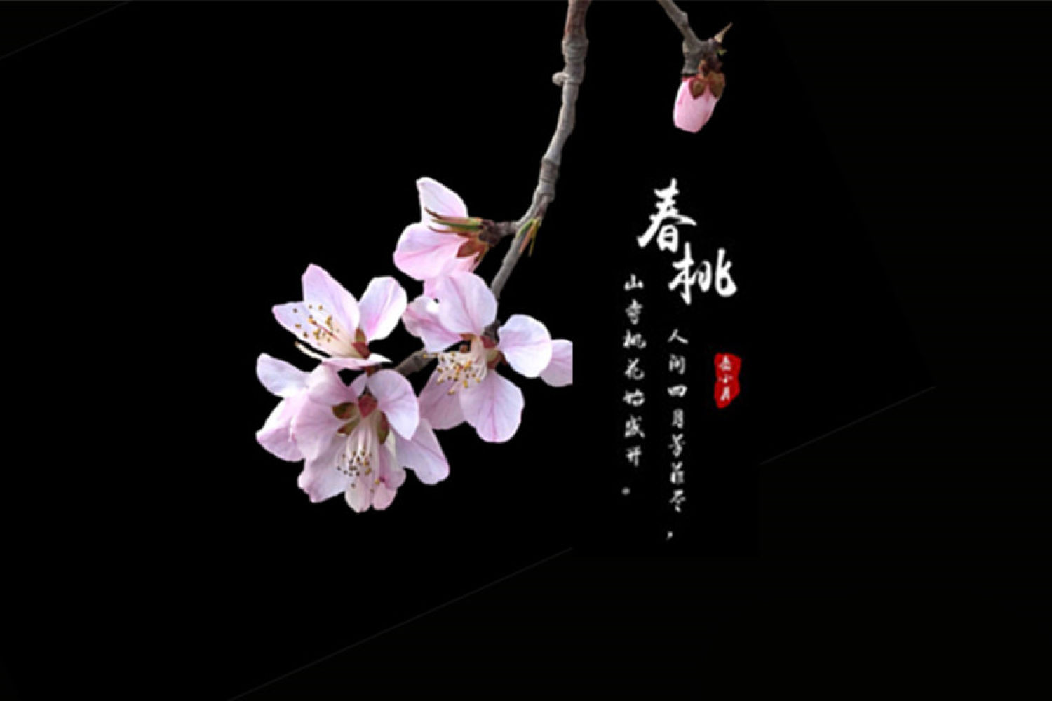 春暖花开,教你手机拍"黑背景"花卉技巧春暖花开,又到了拍花季.