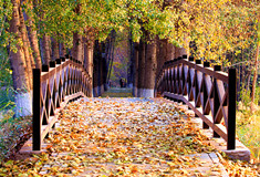 ��ʯ�Ź�԰������Ҷ���Ѿ�(ͼ)