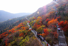 ʵ�ģ��������Ϻ�Ҷ�ƻ�(ͼ)