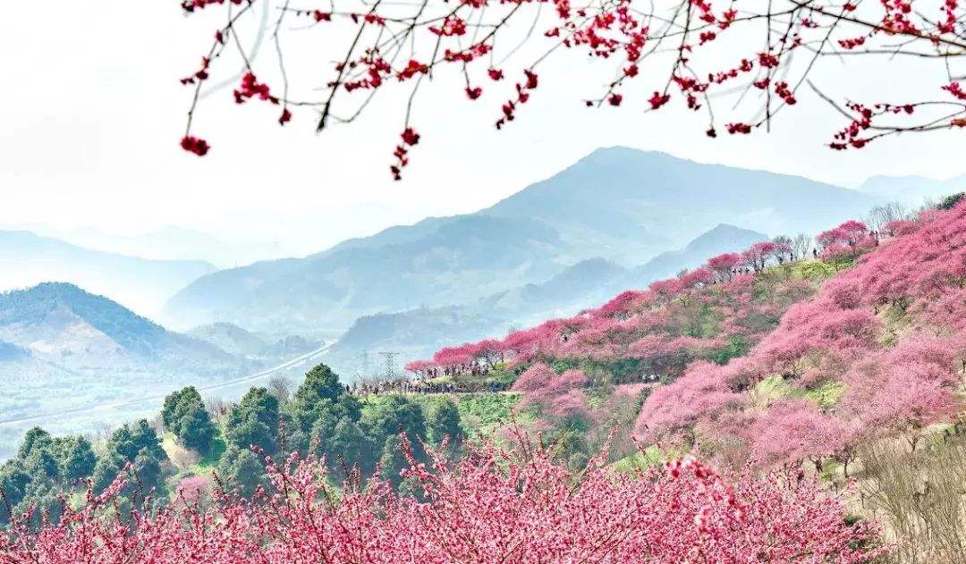 《梅花盛开的山岗》全文阅读,《梅花盛开的山