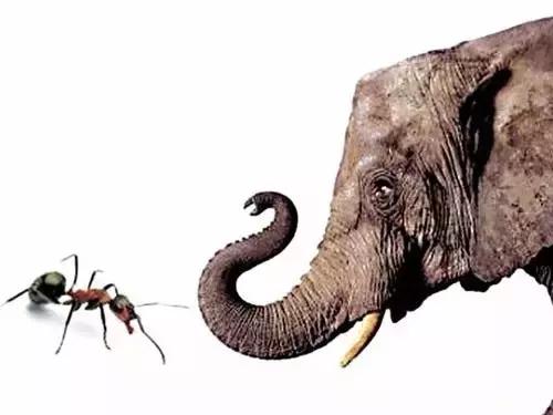 富国银行欺诈丑闻升级蚂蚁能监管大象吗