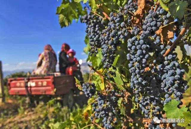 我国哪里种冬小麦最多呢