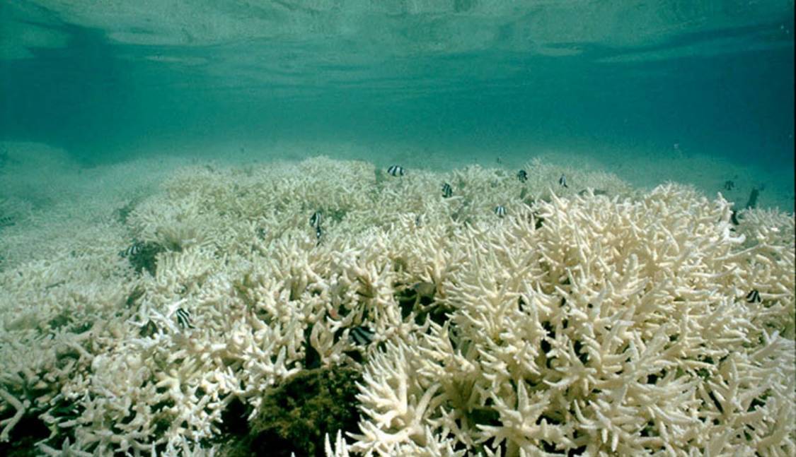 实际珊瑚白化现在不仅在大堡礁发生着,在加勒比海,在红海,在地球上
