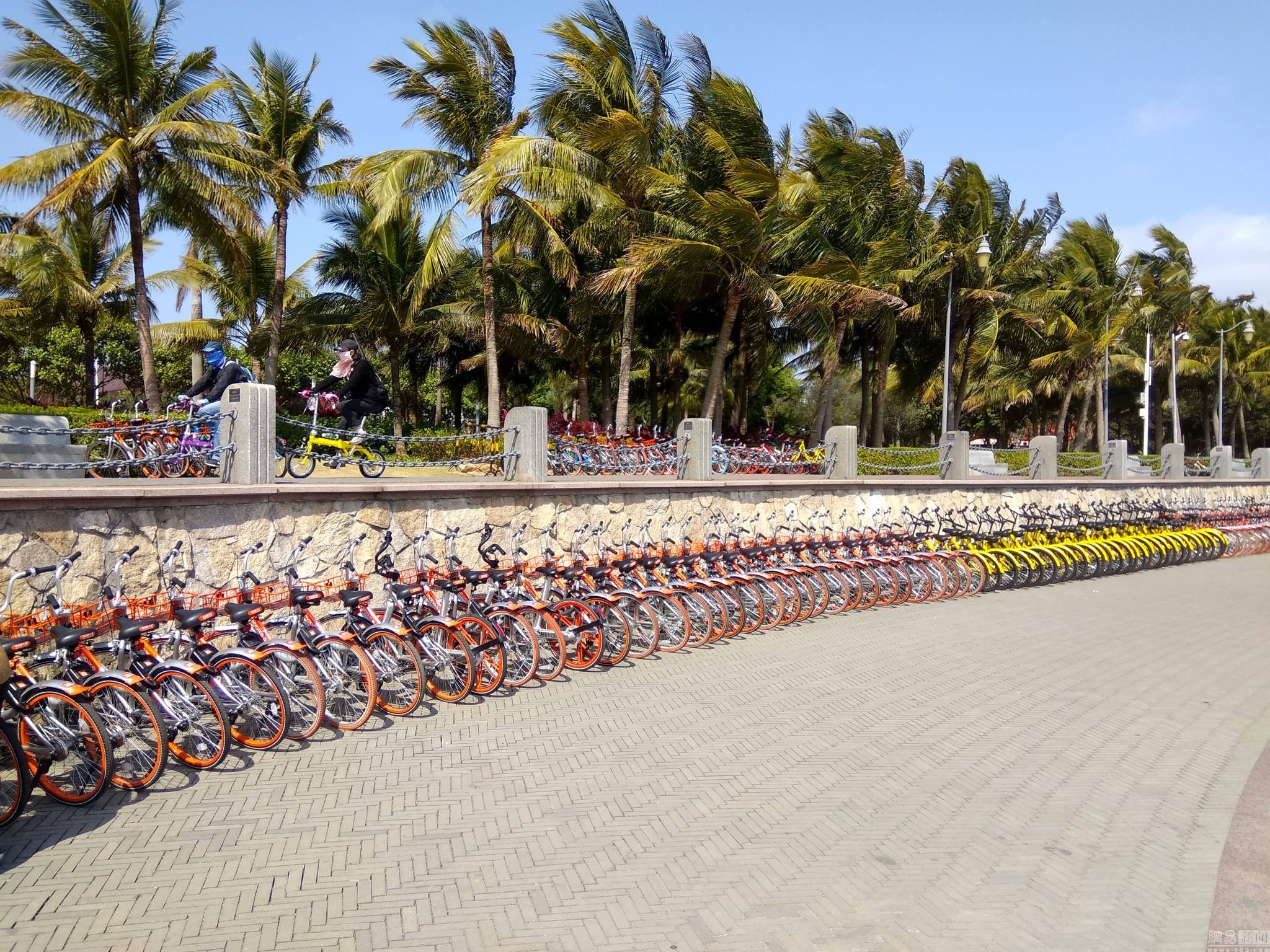 网友拍摄的深圳湾壮观的共享单车长龙