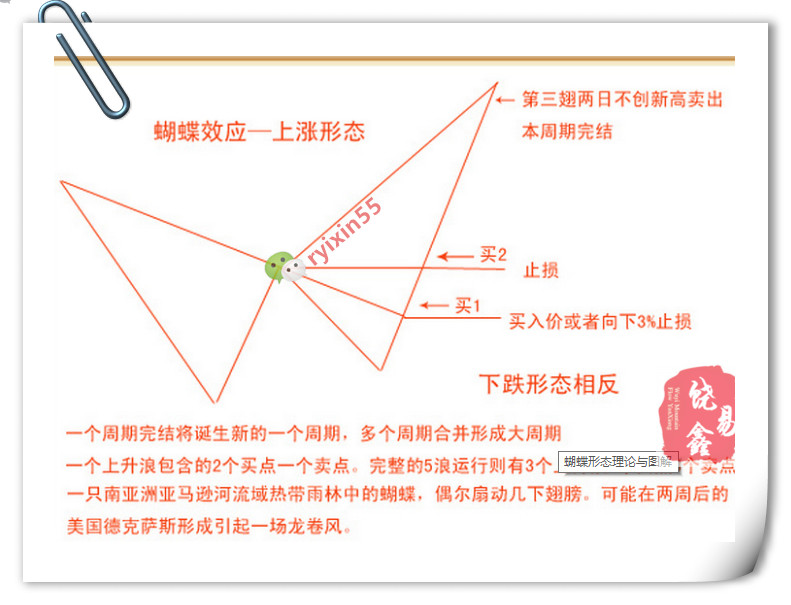 饶易鑫蝴蝶形态理论与图解