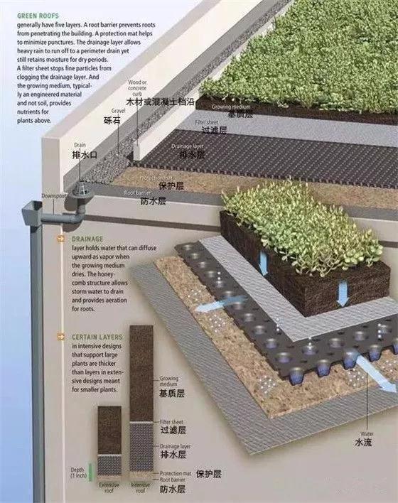 绿色屋顶典型结构示意▼