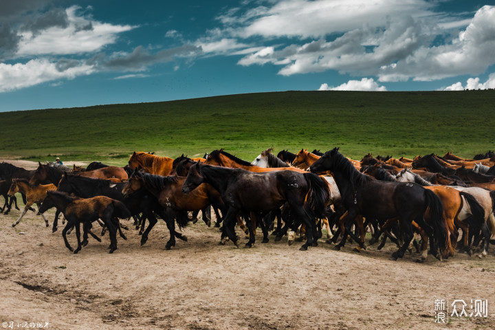 张掖肃南山丹军马场?游客:是骑马和避暑胜地
