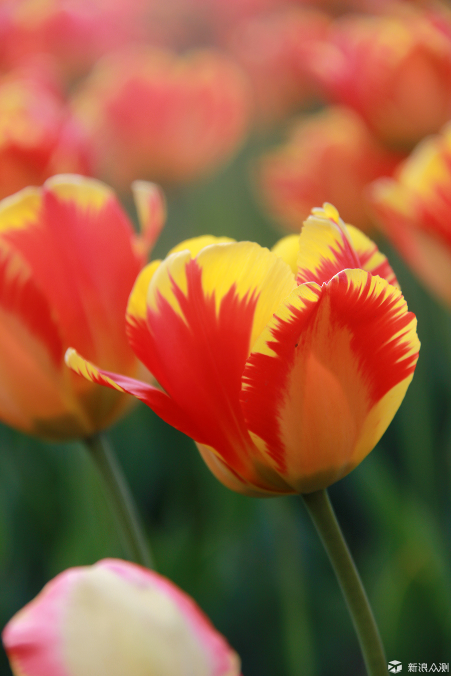 入门摄影:如何用小光圈拍蓝天和花草