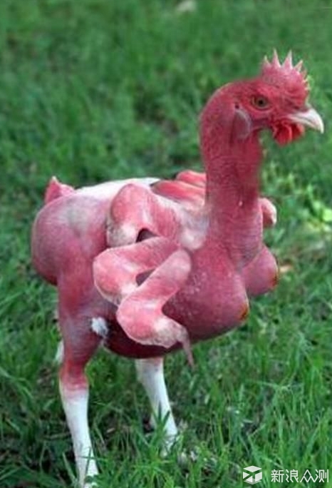 具体名称有蜘蛛鸡,变异鸡,怪鸡,多腿鸡,畸形鸡,六个翅膀的鸡,六条腿的