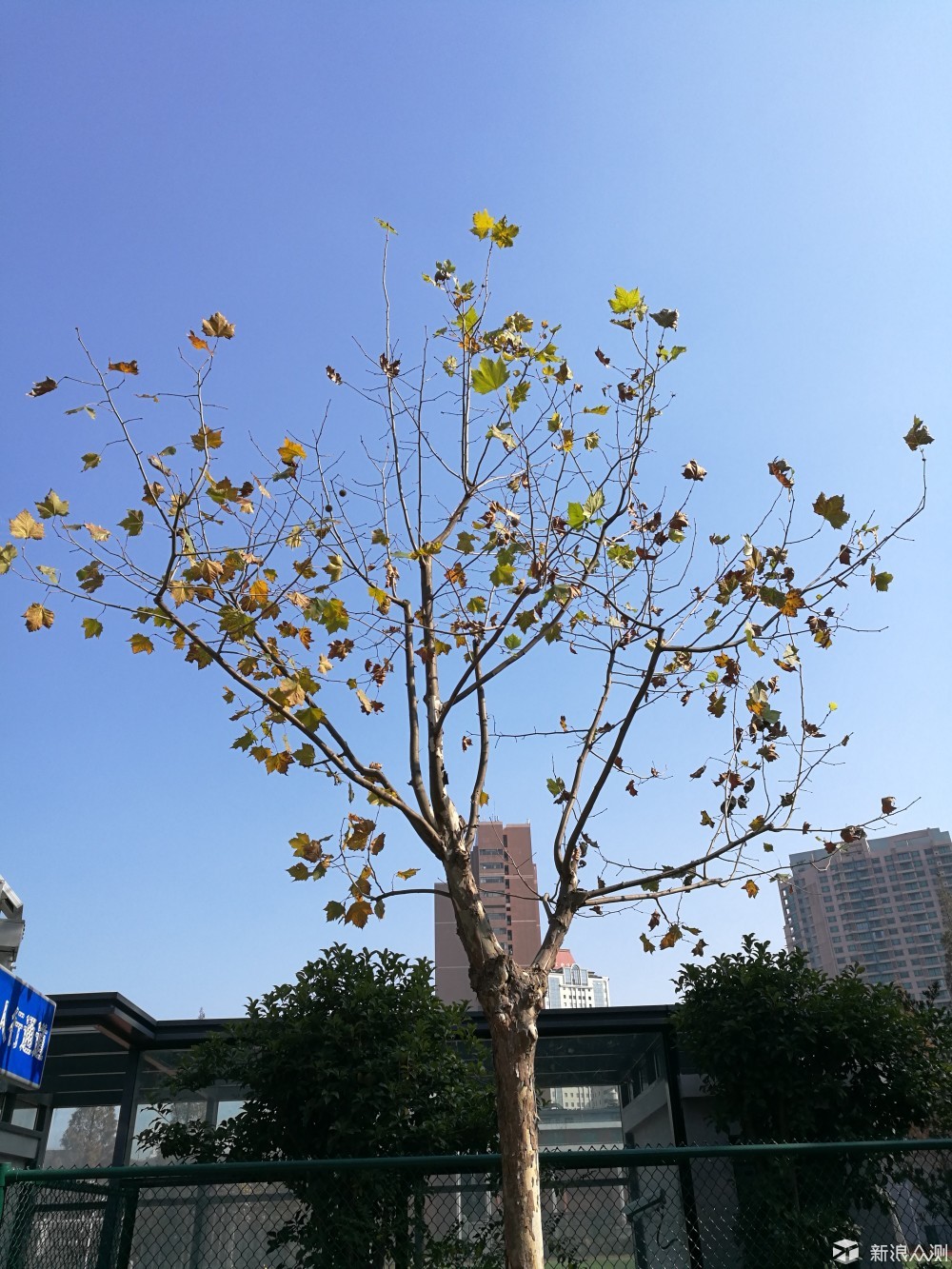 窗外一棵树_任务作业_新浪众测